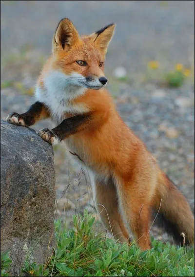 Quel est cet animal ?