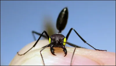 Quel est cet animal ?