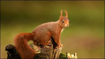 Quel est cet animal ?