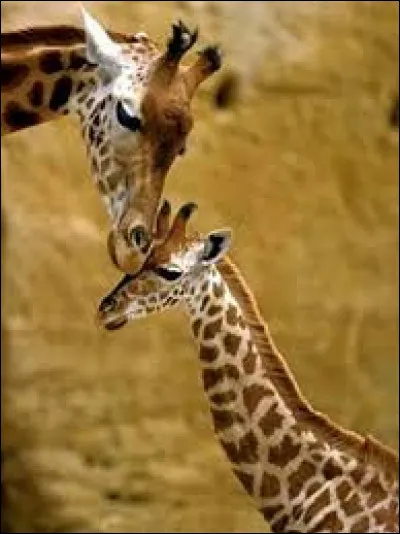 Combien de mois dure la gestation d'une girafe ?