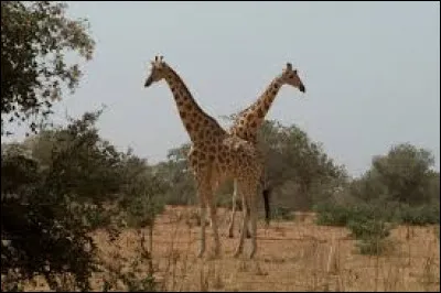 En liberté, sur quel continent vit la girafe ?