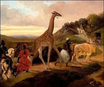 Au XIXe siècle, à quel roi Méhémet Ali a-t-il offert une girafe ?