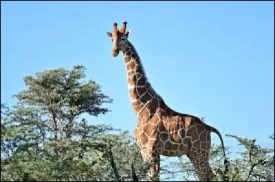 Combien de vertèbres contient le cou d'une girafe ?