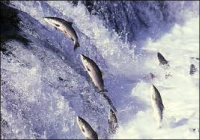 Le saumon est un poisson riche en acides gras essentiels connus sous le nom d'...