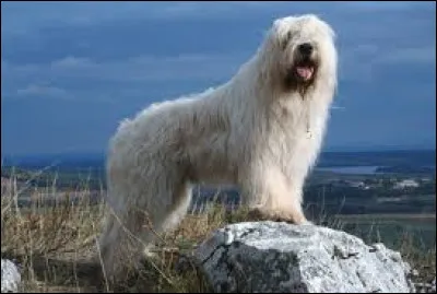 Comment se nomme cette race de chien destiné à la garde des troupeaux de moutons ?