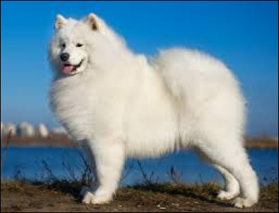 Quel est le nom de la race de ce chien nordique ?