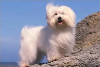 Quel est le nom de la race de ce petit chien à long poils ?