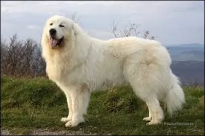 Quel est le nom de cette race de chien très ancienne ?