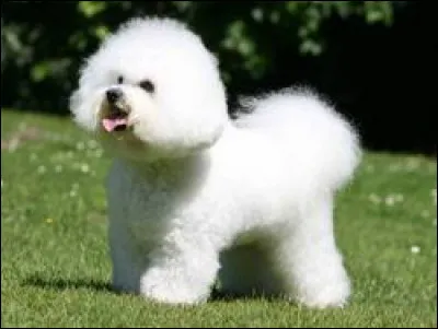 Comment se nomme cette race de petit chien ?