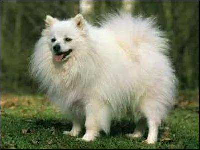 Quel est le nom de cette race de chien originaire d'Allemagne ?