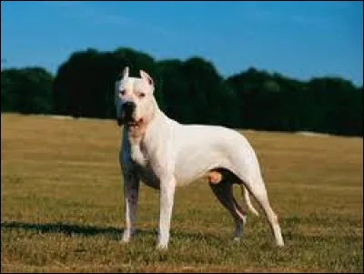 Comment s'appelle cette race de chien de grande taille ?