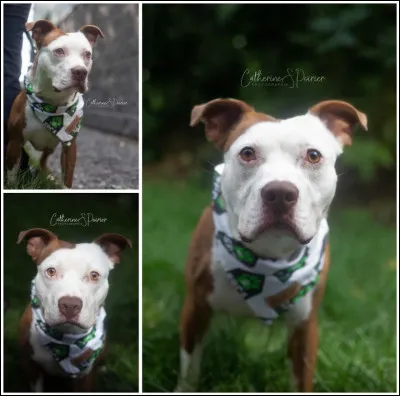 "Les 101 dalmatiens" est un film d'animation produit par les studios Pixar.