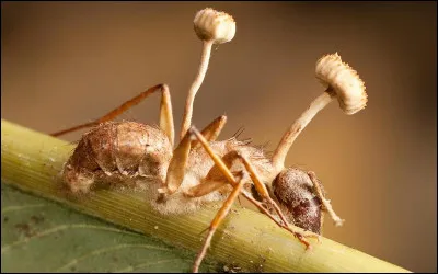 Il se récolte entre 80 et 150 tonnes de ce "champignon -chenille" prétendument aphrodisiaque sur les hauteurs de l'Himalaya, entrainant de nombreux problèmes pour l'environnement, la faune et les récoltants eux-même !