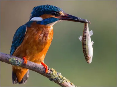 Voix : "Kit, kit-tii"ou "tiii", très sonores, suraigus.
 Au printemps, trilles rapides et aiguës.