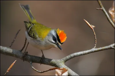 Voix : Cri aigu et dur : "sit". 
Chant : répétition accélérée d'une note aiguë.