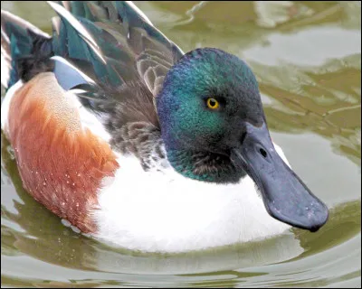 Voix : Mâle : "touk touk" bas.
Femelle : cancanement grave.