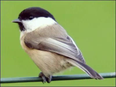 Voix : "psi tsi tsi "aigu, souvent immédiatement suivi d'un "kèèè", double ou triple, très nasal.
Chant : gazouillis peu varié, rapide et aigu, ou répétition lente à tonalité mélancolique d'un son flûté "siu siu siu  ".