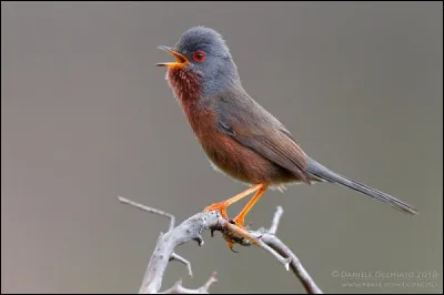 Voix : cri typique, vibrant, bas : "tchrrrr" ou "djèrrr".
Chant : rapide, peu musical, bas avec brèves strophes peu variées, parfois émis en vol.
