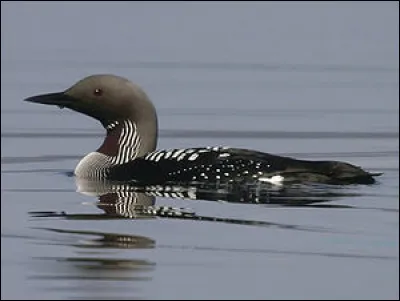 Voix : Plaintes sonores en été, oiseau silencieux en hiver.