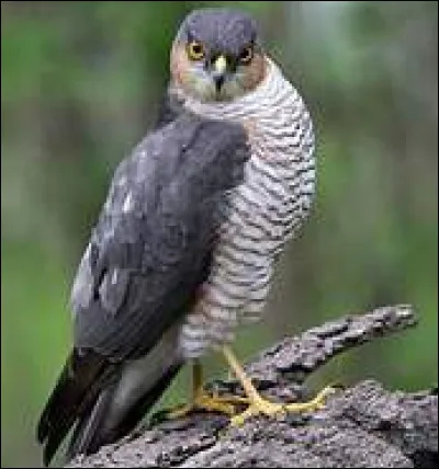 Voix : Silencieux, sauf près du nid où il émet des séries de "kik" perçants.