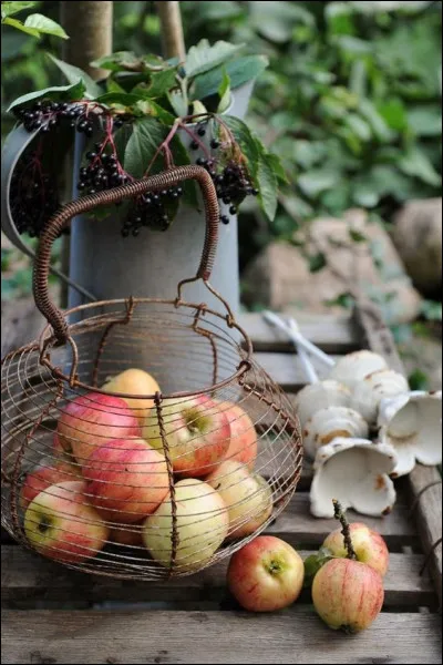 Que voyez-vous sur l'image ?