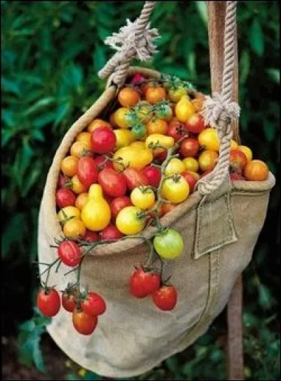 Quels noms portent ces tomates ?