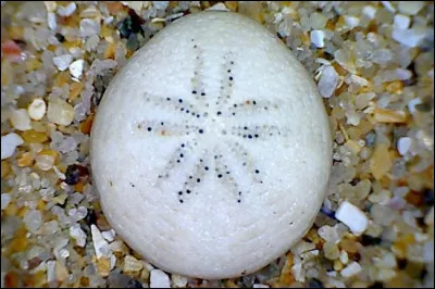 Contrôle de bagage, c'est le...