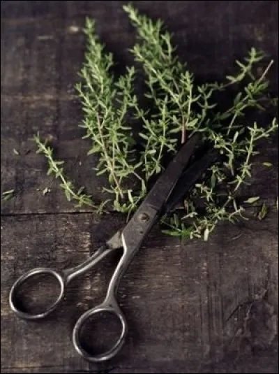 Quelle proposition n'est pas synonyme du thym ?