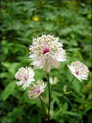 Quelle est cette fleur ?