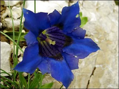 Quelle est cette fleur ?