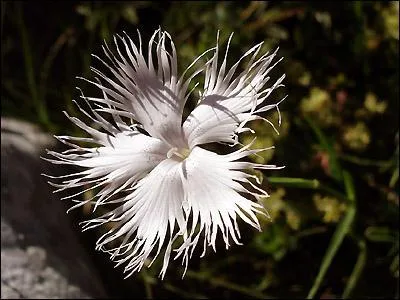Quel est cet oeillet ?