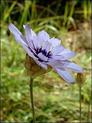 Quelle est cette fleur ?