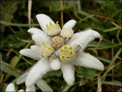 Quelle est cette fleur ?