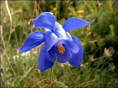 Quelle est cette fleur ?