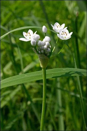 Quelle est cette fleur ?
