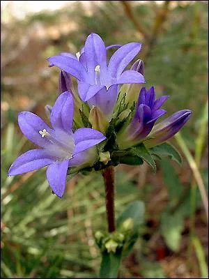 Quelle est cette fleur ?