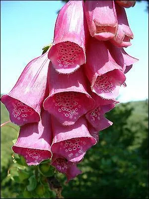 Quelle est cette fleur ?