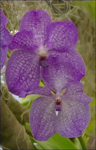 Quelle est cette orchide ?