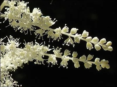 Quelle est cette fleur ?