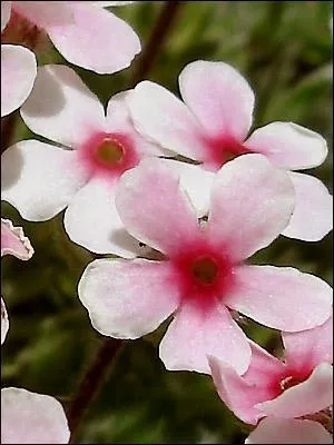 Quelle est cette fleur ?