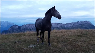 Quelle est l'allure qui va le plus vite ?