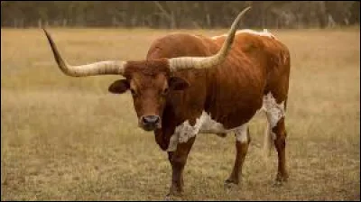Un buf américain (pas celui sur la photo) a atteint les plus longues cornes de l'histoire avec...