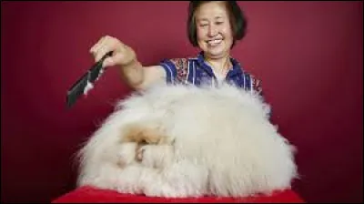 La lapine Francesca détient le record des plus longs poils pour un lapin avec des poils de...