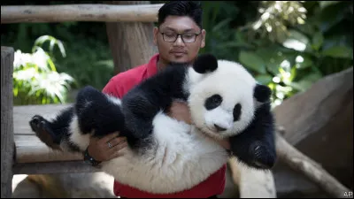 Combien de grammes p&egrave;se le panda &agrave; sa naissance ?