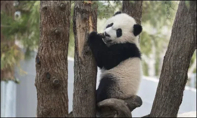 Le panda vit dans les r&eacute;gions montagneuses de Chine entre 1 500 et...
