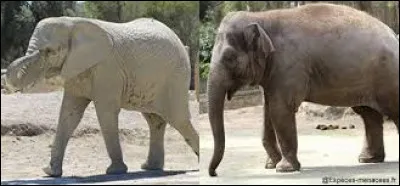 Quelle partie du corps différencie les éléphants d'Afrique de ceux d'Asie ?