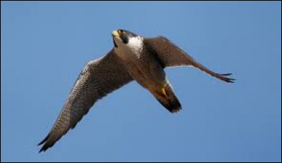 Le faucon pèlerin est considéré comme l'oiseau plus rapide en piqué car il peut atteindre les ...