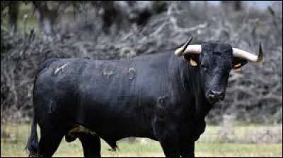 Quand on est du signe astrologique Taureau, on est né entre le ...et le ...