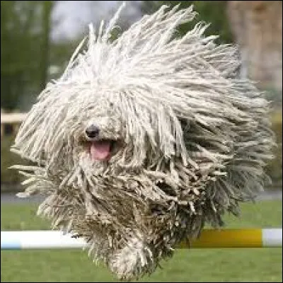 Comment s'appelle ce chien très poilu ?