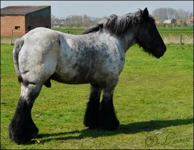 Quelle est cette race ?